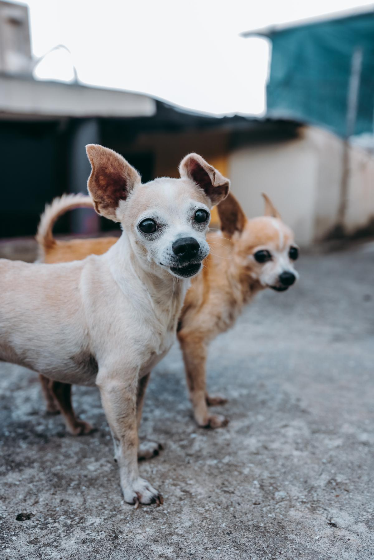 Twee kleine honden op straat die naar de camera kijken